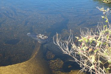 Alligator Photos Southwest Florida
