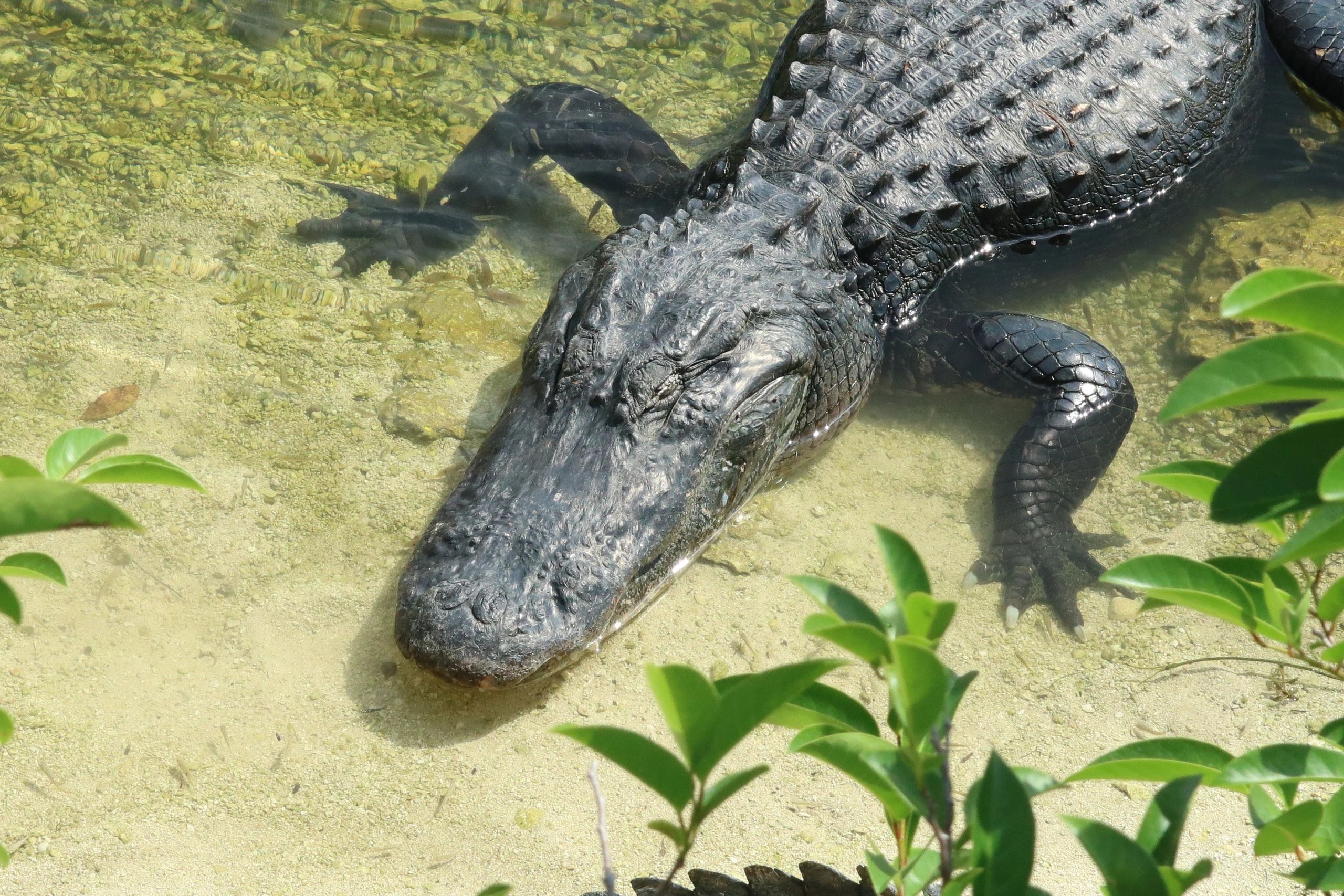Southwest Florida Wildlife Photos - Alligator, Big Cypress National Preserve, Oasis Visitor Center