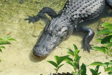 Alligators of Southwest Florida Photos - Big Cypress National Preserve, Ochopee, Florida