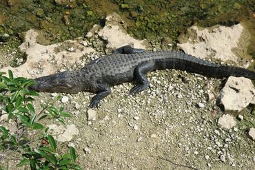 Alligators of Southwest Florida Photos - Big Cypress National Preserve, Ochopee, Florida
