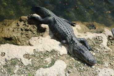 Alligators of Southwest Florida Photos - Big Cypress National Preserve, Ochopee, Florida
