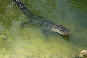 Southwest Florida Alligator Photos - Big Cypress National Preserve, Oasis Visitor Center