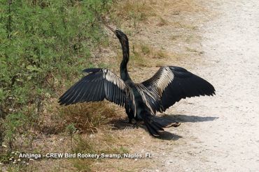 Birds of Southwest Florida Photos - Anhinga, CREW Bird Rookery Swamp, Naples, Florida