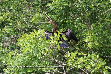 Birds of Southwest Florida Photos - Anhinga Drying Its Feathers, Audubon Corkscrew Swamp, Naples, FL