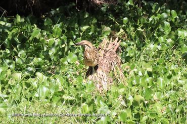 Birds of Southwest Florida Photos - Bittern (With Fish), Audubon Corkscrew Swamp, Naples, Florida