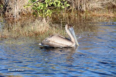 Birds of Southwest Florida Photos - Brown Pelican, Ten Thousand Islands National Wildlife Refuge