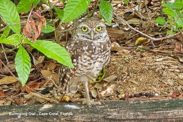 Birds of Southwest Florida Photos - Burrowing Owl