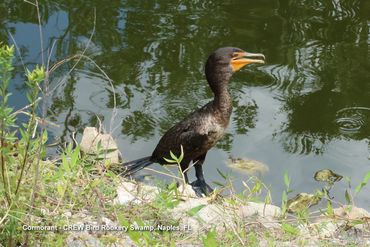 Birds of Southwest Florida Photos - Cormorant, CREW Bird Rookery Swamp, Naples, Florida
