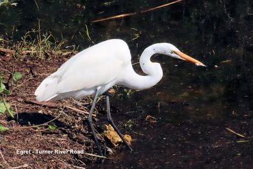 Birds of Southwest Florida Photos - Egret, Turner River Road, Ochopee, Florida