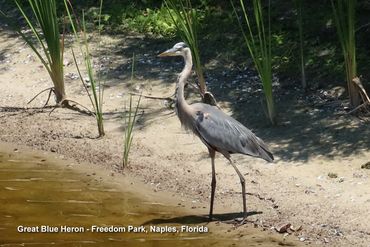 Birds of Southwest Florida - Great Blue Heron, Freedom Park, Naples, Florida