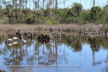 Birds of Southwest Florida Photos - Roseate Spoonbill, Wood Storks, Ibis, Egret, Naples, Florida