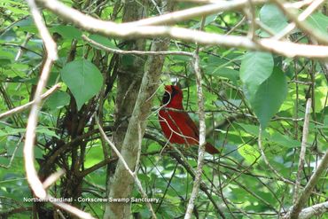 Birds of Southwest Florida Photos - Northern Cardinal, Corkscrew Swamp Sanctuary, Naples, Florida