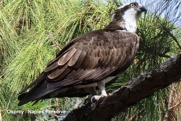 Birds of Southwest Florida Photos - Osprey, Naples Preserve, Naples, Florida
