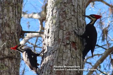 Birds of Southwest Florida Photos - Pileated Woodpeckers, Audubon Corkscrew Swamp, Naples, Florida