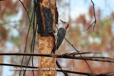 Birds of Southwest Florida Photos - Red-Bellied Woodpecker, CREW Flint Pen Strand, Bonita Springs