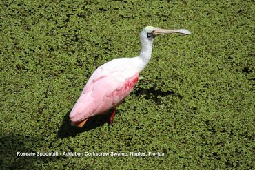 Wildlife of Southwest Florida Photos - Roseate Spoonbill, Audubon Corkscrew Swamp, Naples, Florida