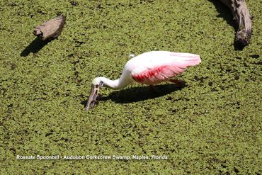 Birds of Southwest Florida Photos - Roseate Spoonbill, Audubon Corkscrew Swamp, Naples, Florida