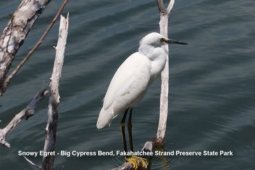 Birds of Southwest Florida Photos - Snowy Egret, Big Cypress Bend, Fakahatchee Strand Preserve