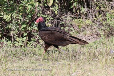 Birds of Southwest Florida Photos - Turkey Vulture, Big Cypress National Preserve, Ochopee, Florida