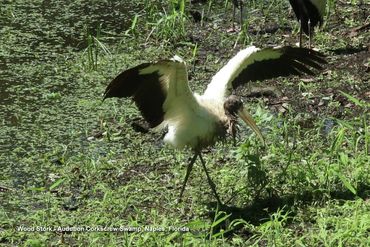 Birds of Southwest Florida Photos - Wood Stork, Audubon Corkscrew Swamp, Naples, Florida