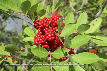 Southwest Florida Flora Photos - Brazilian Pepper (Invasive), Ten Thousand Islands Wildlife Refuge