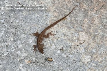 Wildlife of Southwest Florida - Brown Anole with a Root Weevil