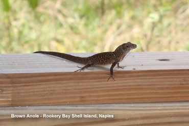 Wildlife of Southwest Florida Photos - Cuban Brown Anole