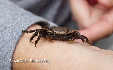 Wildlife of Southwest Florida Photos - Brown Crab, Rookery Bay