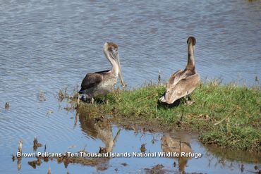 Wildlife of Southwest Florida Photos - Brown Pelicans, Ten Thousand Islands National Wildlife Refuge