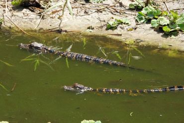 Alligator Photos Southwest Florida