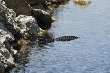 Alligator Photos Southwest Florida