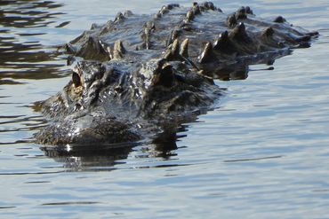 Alligator Photos - Southwest  Florida
