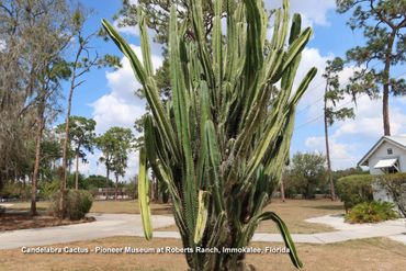 Photos of Southwest Florida Flora - Candelabra Cactus, Pioneer Museum at Roberts Ranch, Immokalee