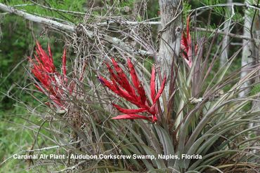 Flora of Southwest Florida - Cardinal Air Plant