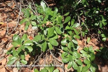 Flora of Southwest Florida Photos - Catclaw Blackbead
