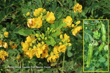 Flora of Southwest Florida Photos - Christmas Senna, Freedom Park, Naples, Florida