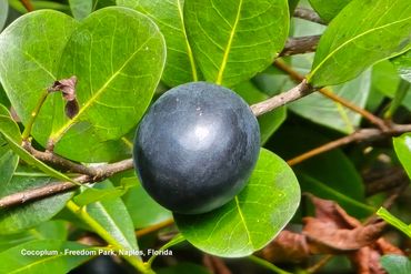 Flora of Southwest Florida Photos - Cocoplum