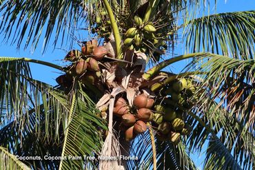 Photos of Southwest Florida Flora - Coconuts, Coconut Palm Tree, Naples, Florida