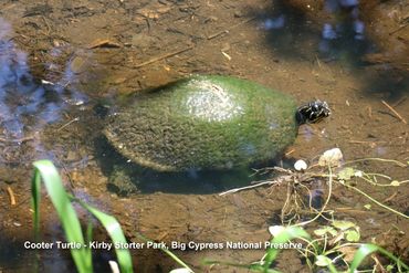 Wildlife of SW Florida Photos - Red-Bellied Cooter Turtle, Kirby Storter Park, Big Cypress Preserve