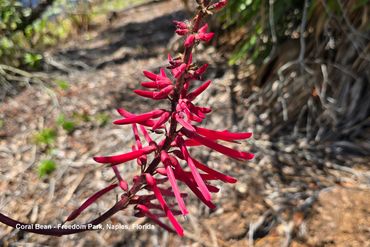Flora of Southwest Florida Photos - Coral Bean, Freedom Park