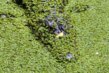 Alligator Photos Southwest Florida - Corkscrew Swamp, Naples, Florida