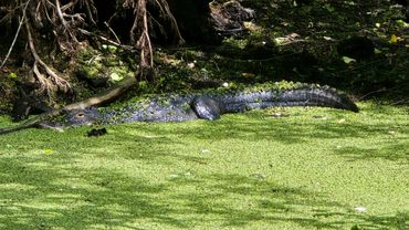 Southwest Florida Alligator Photos - Alligator Sunning in South Lettuce Lake, Corkscrew Swamp