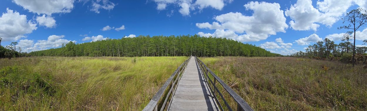 Panorama Photo - Southwest Florida - Audubon Corkscrew Swamp Pond Cypresses