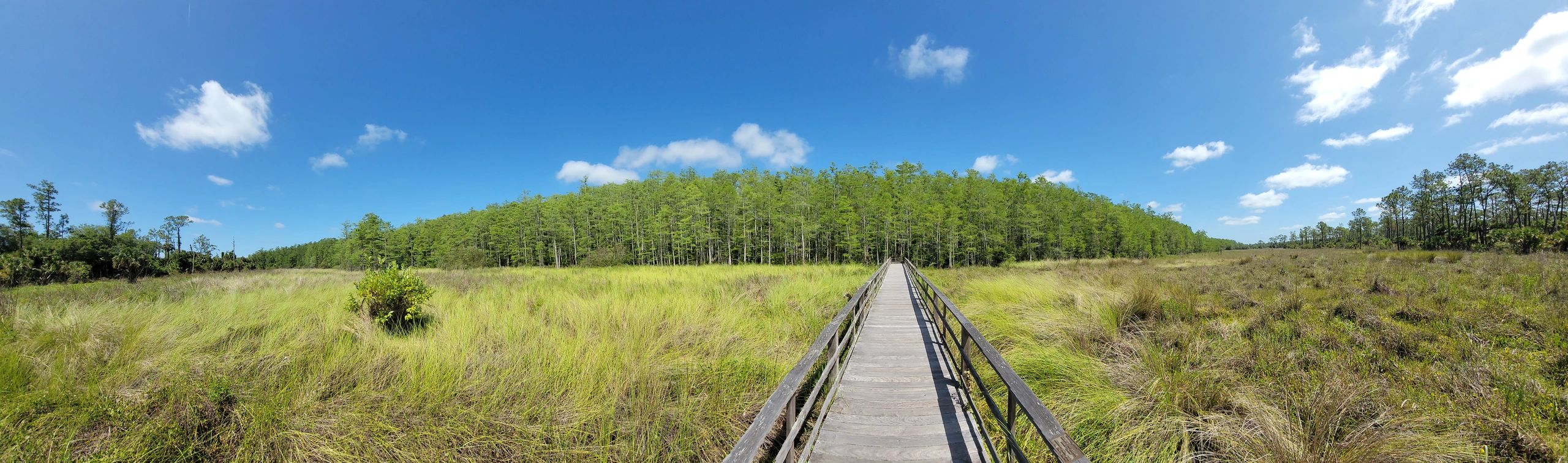 Panorama Photo Southwest Florida - Audubon Corkscrew Swamp Prairie with Pond Cypresses