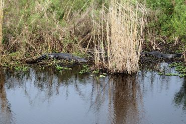 Southwest Florida Alligator Photos - Corkscrew Swamp Back Country, Naples, Florida