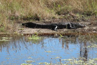 Alligator Photos - Back Country, Audubon Corkscrew Swamp, Naples, Florida