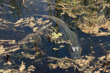 Alligator Photos - Back Country, Audubon Corkscrew Swamp, Naples, Florida