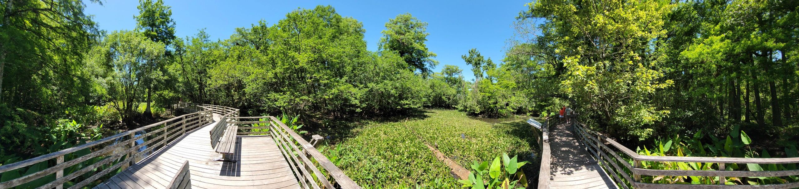 Audubon Corkscrew Swamp, North Lettuce Lake, Naples, Florida - Panorama Photo