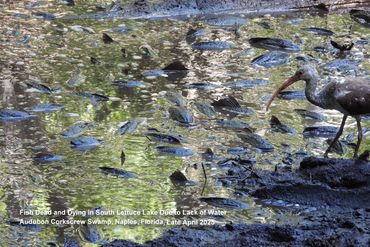 Wildlife of Southwest Florida - Photos - Fish Dead and Dying After Winter Dry Season