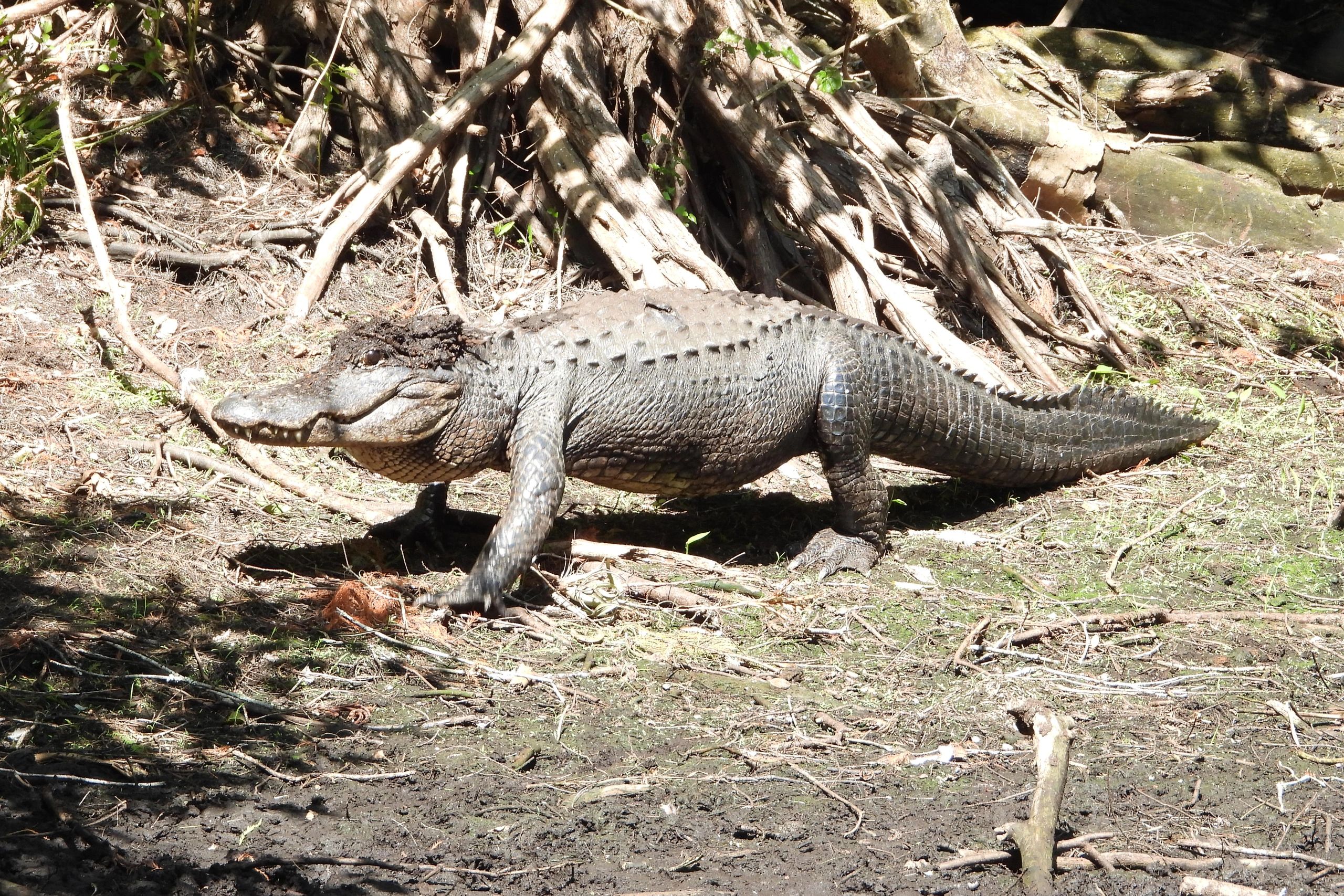 Southwest Florida Wildlife Photos